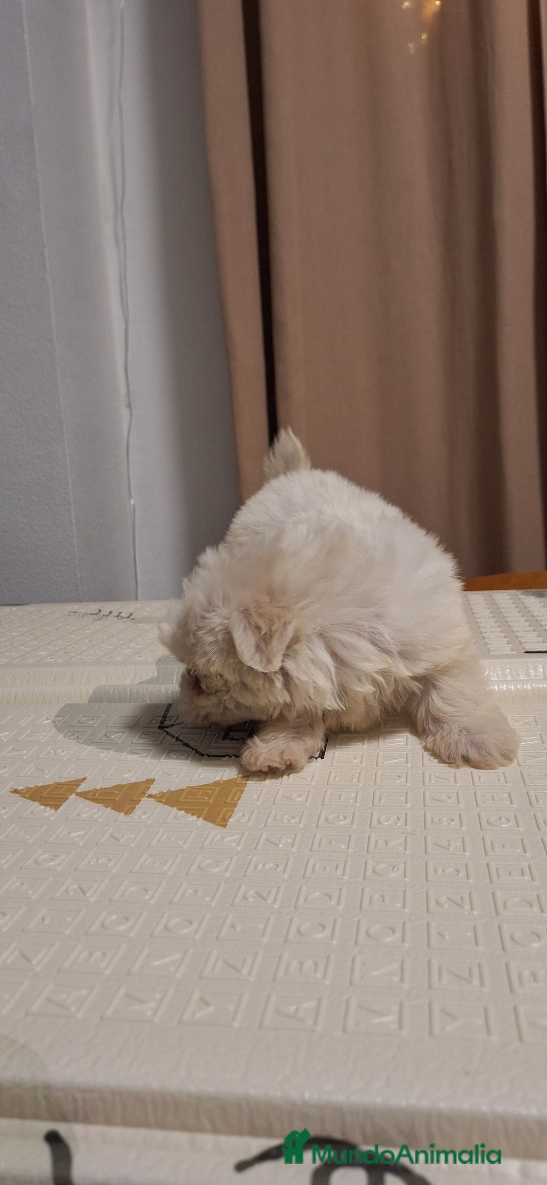 Bichón Maltés perros en venta: Bichón maltés  - Anuncio 2