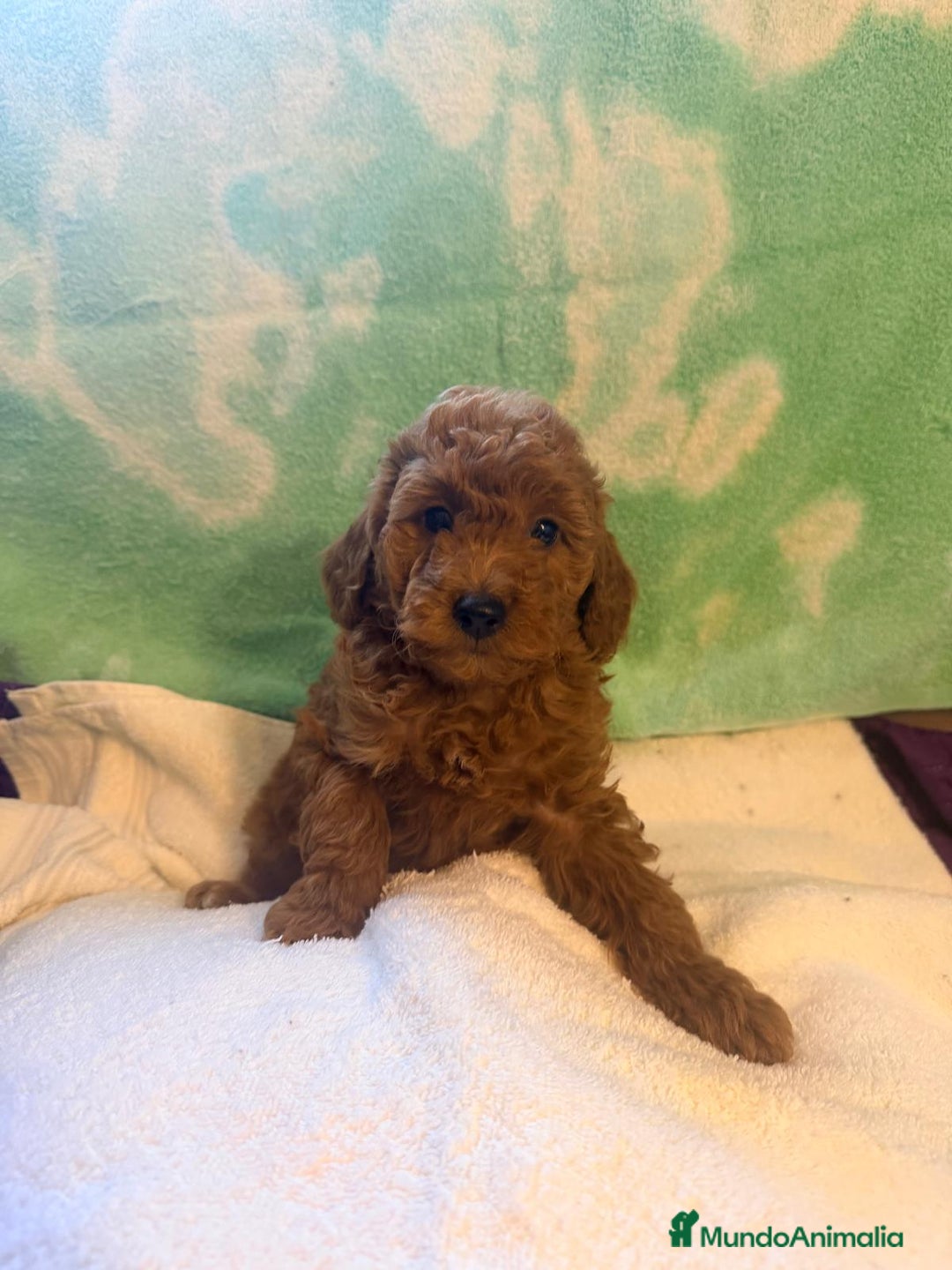 Caniche Toy perros en venta: Caniches toys exclusivos - Anuncio 3