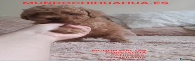 Caniche Toy Cachorro 5