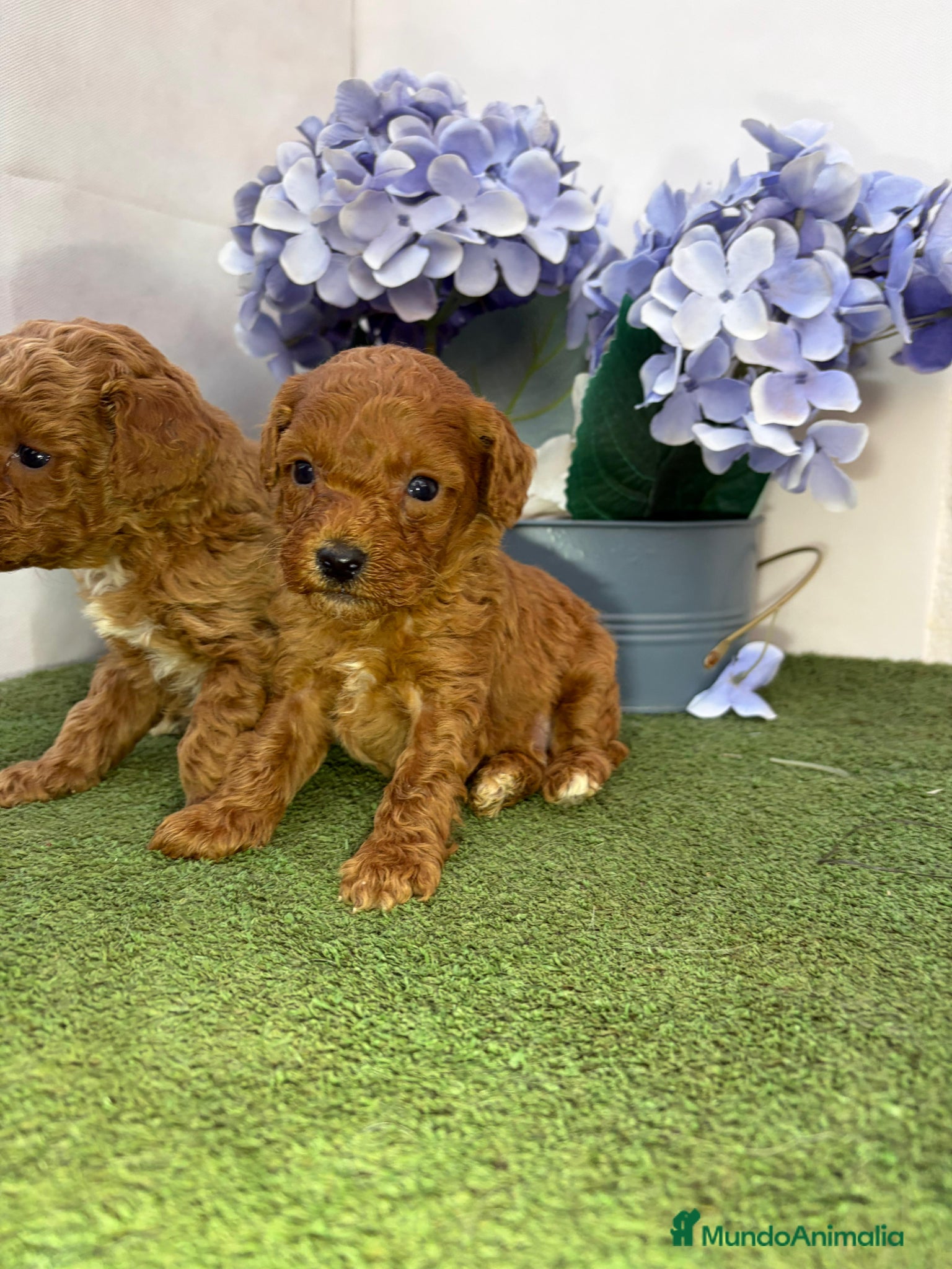 Caniche Enano perros Caniche - Anuncio 2