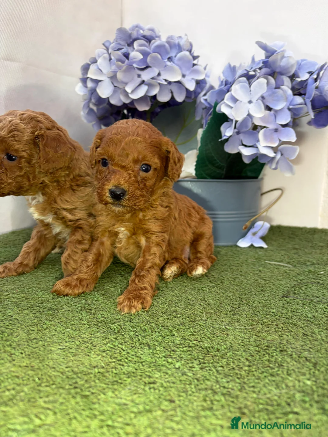 Caniche Enano perros en venta: Caniche - Anuncio 3