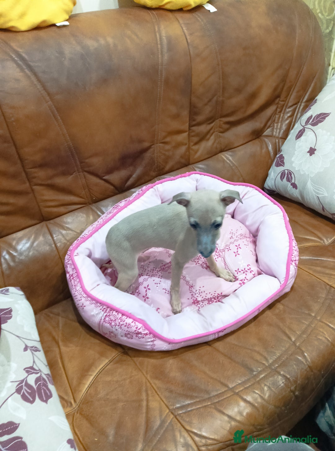 Pequeño Lebrel Italiano perros en venta: Piccolo lebrel  - Anuncio 6