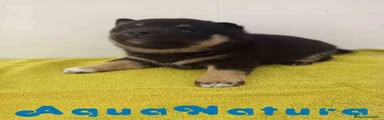 Shiba Inu 1