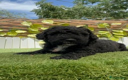 Perro de Agua Español perros en venta: PERRO DE AGUA ESPAÑOL - Imagen 1