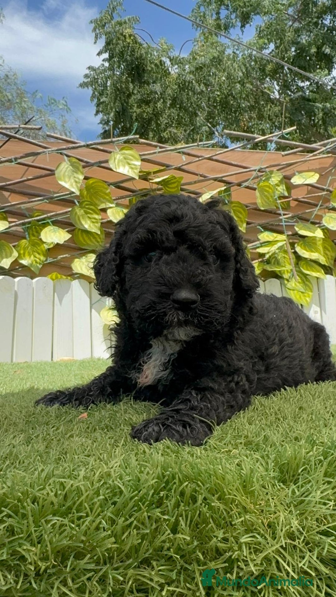 Perro de Agua Español perros en venta: PERRO DE AGUA ESPAÑOL - Imagen 1