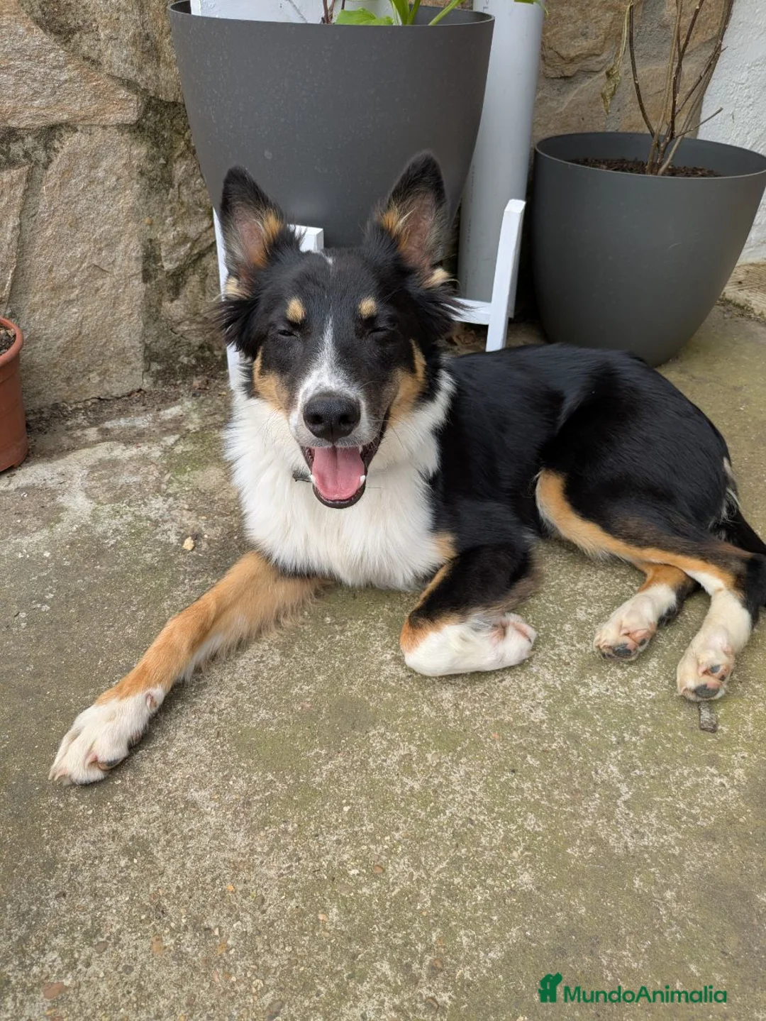 Raza Mixta perros en adopcion: Cesión de cruce de Border Collie - Anuncio 1