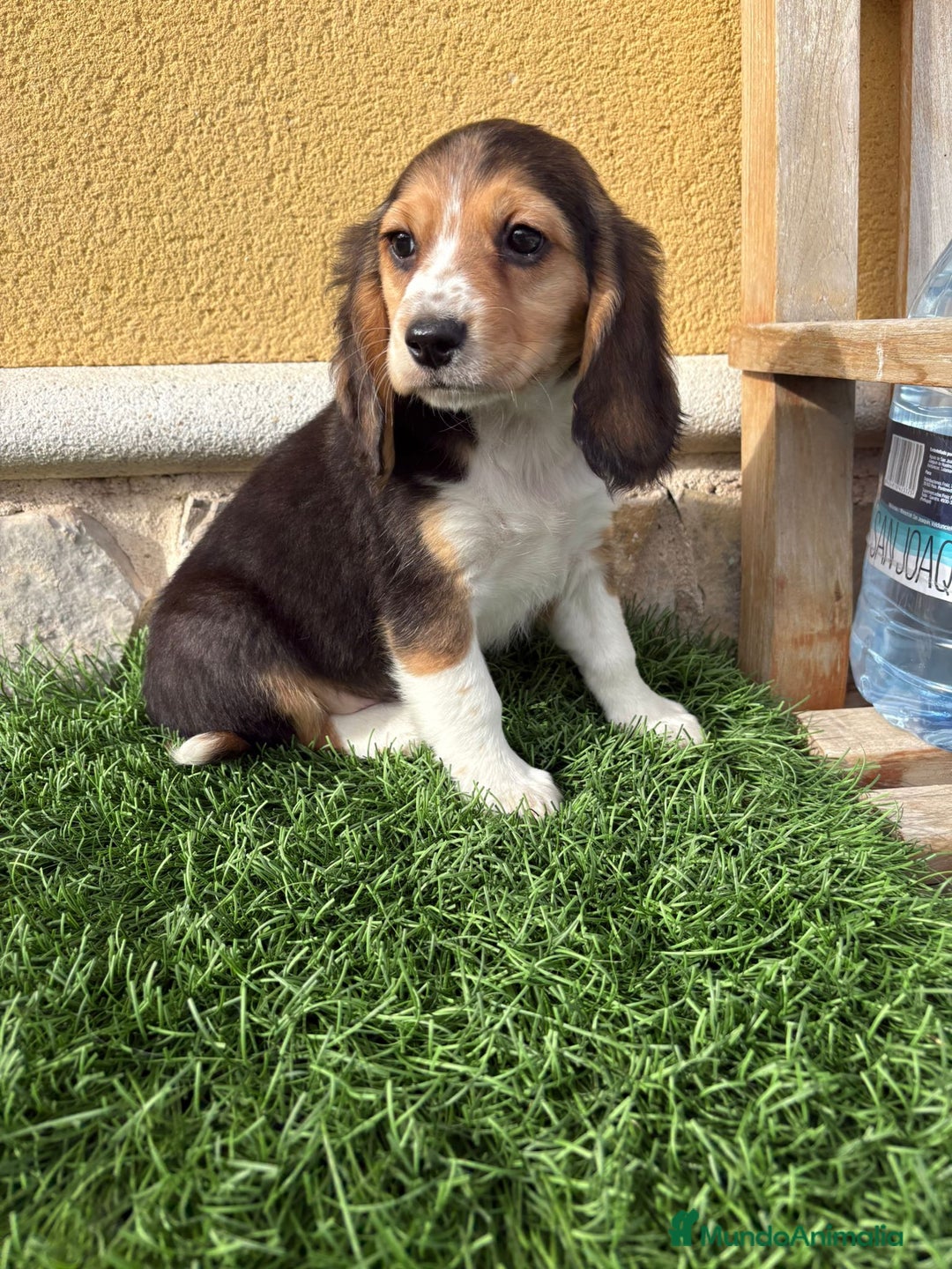 Beagle perros en venta: Preciosos cachorros de Beagle  - Anuncio 16