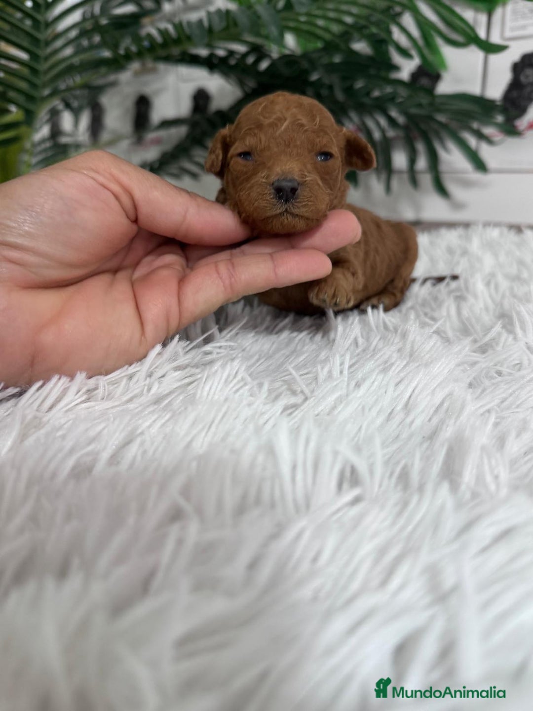 Caniche Toy perros en venta: CANICHE ROJO - Anuncio 11