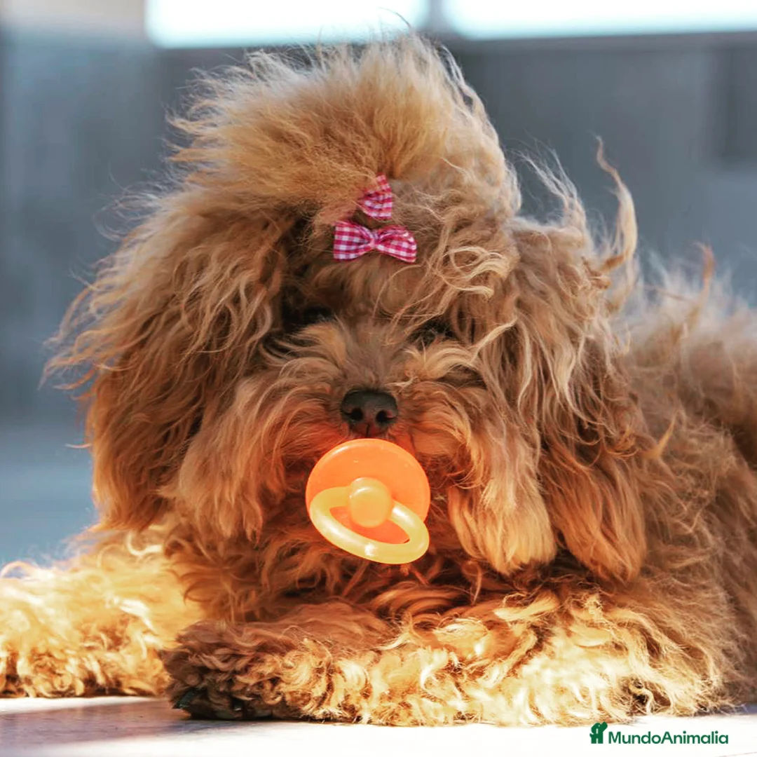 Caniche Toy perros en venta: Preciosa camada caniche toy rojos en Almería - Anuncio 1