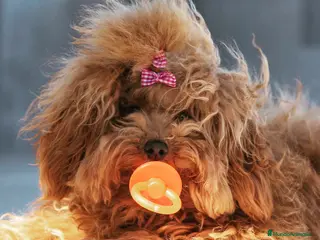 Caniche Toy perros Preciosa camada caniche toy rojos en Almería - Anuncio 11