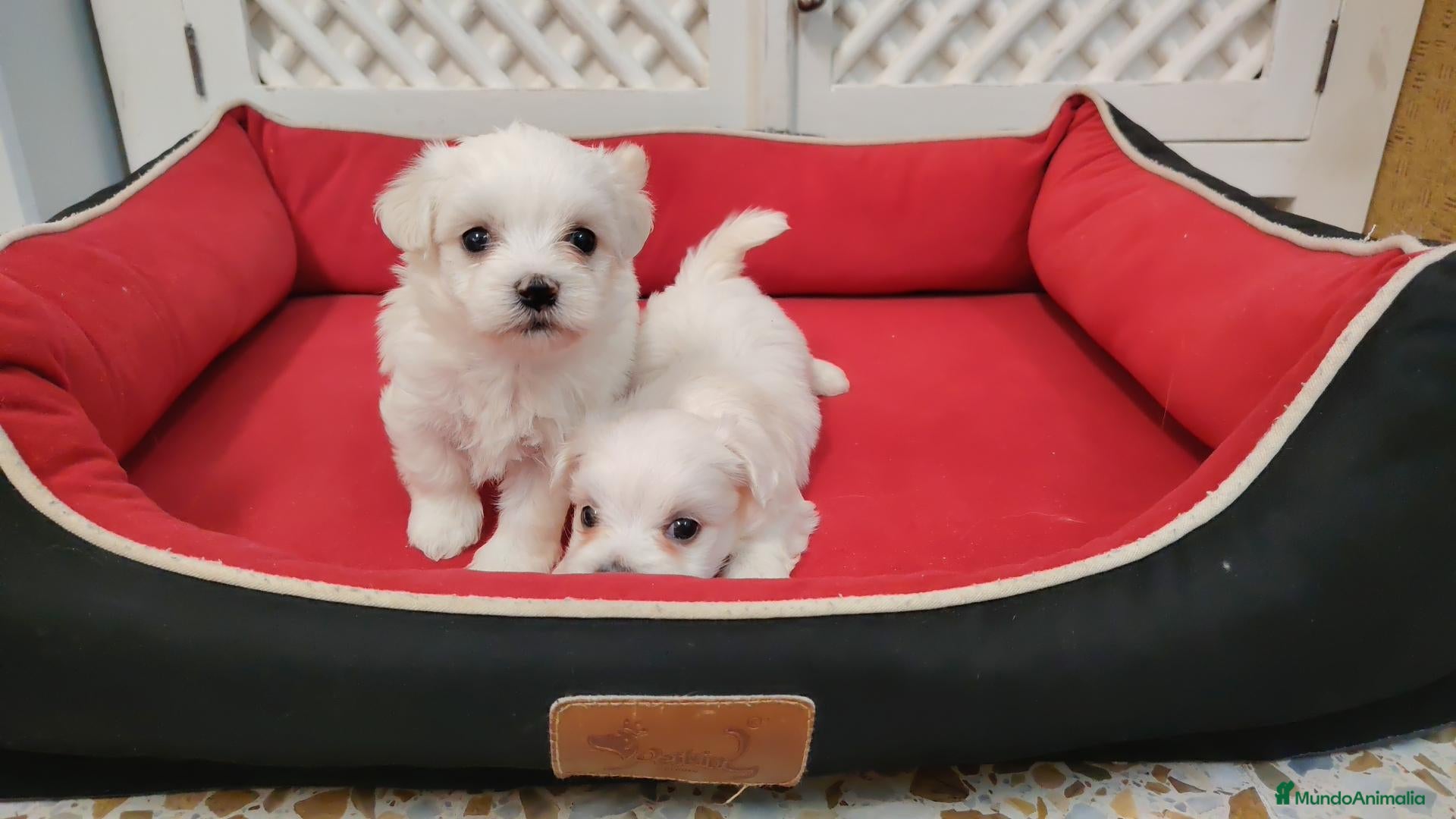 Bichón Maltés perros Bichones  - Anuncio 1