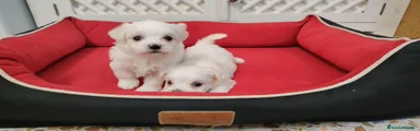 Bichón Maltés 3