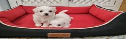 Bichón Maltés perros en venta: Bichones  - Anuncio 1