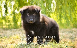 Pastor Alemán perros en venta: Pastor alemán pelo largo disponibles - Imagen 3