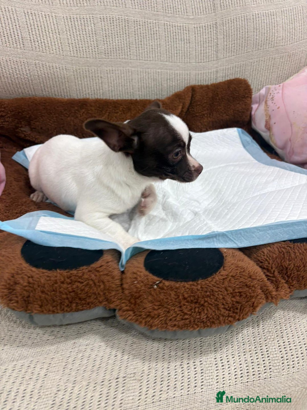 Chihuahua perros en venta: Chihuahua hembra - Anuncio 6