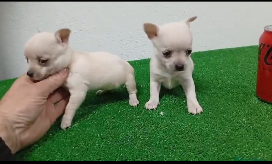 Chihuahua perros Chihuhuas  - Anuncio 1