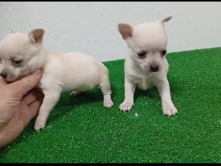 Chihuahua perros Chihuhuas - Anuncio 1