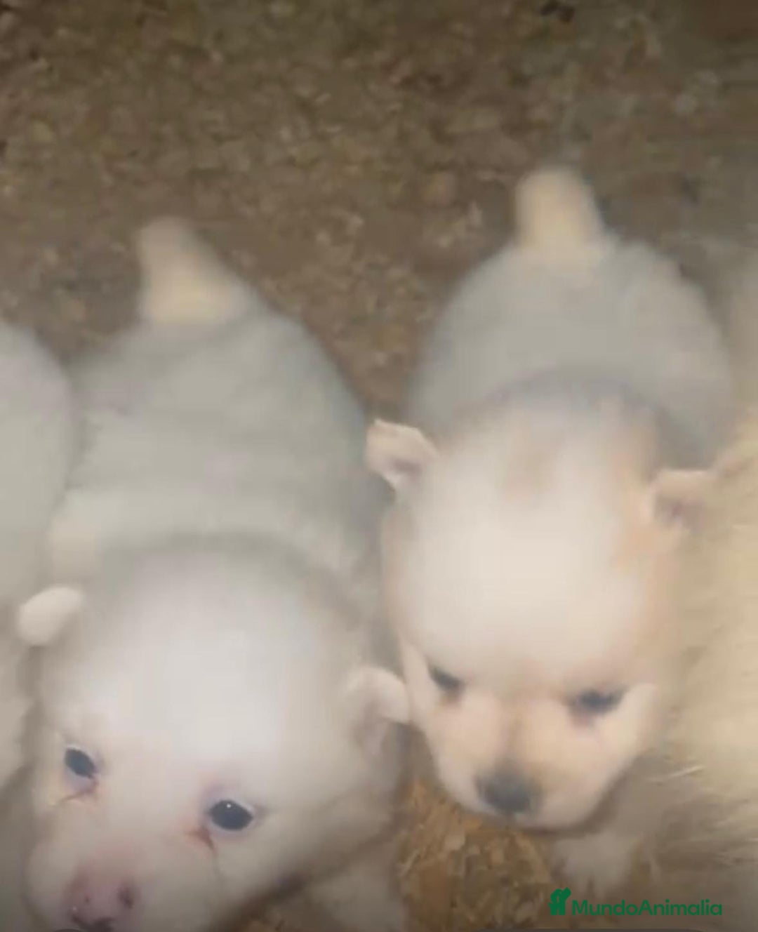 Pomerania perros en venta: Lulu pomerania toy  - Anuncio 12