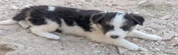 Border Collie perros en venta: Cachorros border collie  - Anuncio 6