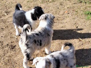 Border Collie perros Boder collie - Anuncio 31