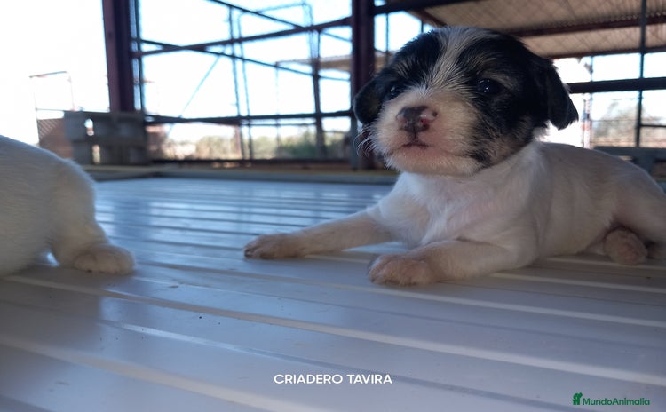 Perro Crestado Chino perros - Anuncio 1
