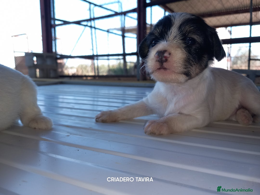 Perro Crestado Chino perros en venta: Camada Crestados Chinos - Imagen 1