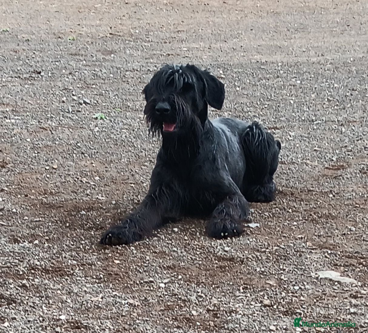Schnauzer Gigante perros SchnauzerGiganteNegro - Anuncio 2