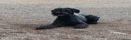 Schnauzer Gigante perros en venta: SchnauzerGiganteNegro - Anuncio 1