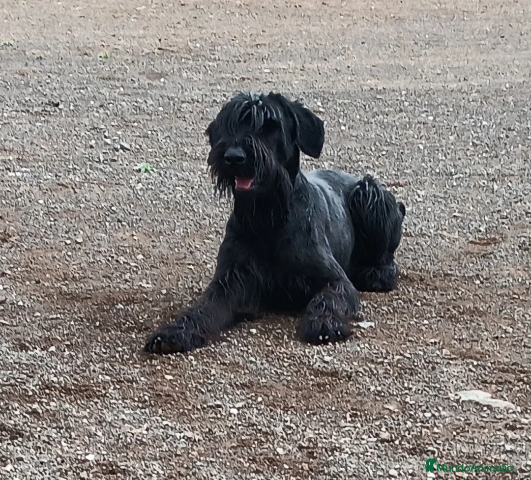 Schnauzer Gigante perros en venta: SchnauzerGiganteNegro - Anuncio 1
