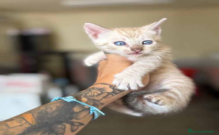 Bengalí gatos - Anuncio 1