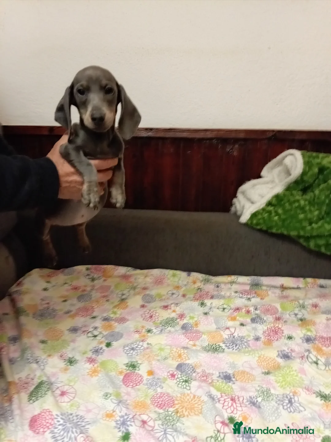 Teckel perros en venta: Teckel mini - Anuncio 4