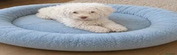 Perro de Agua Español perros en venta: Precioso cachorro de agua - Anuncio 2