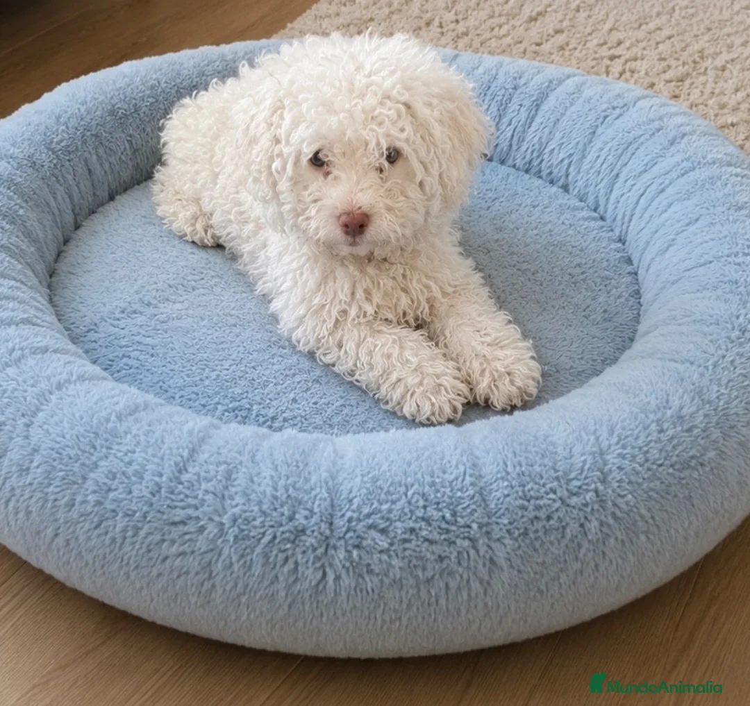 Perro de Agua Español perros en venta: Precioso cachorro de agua - Anuncio 2