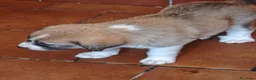 Mastín Español perros en adopcion: Mastines - Anuncio 1
