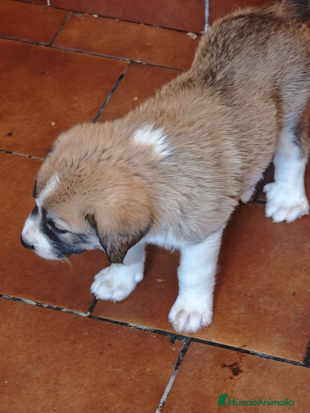 Mastín Español perros en adopcion: Mastines - Anuncio 1