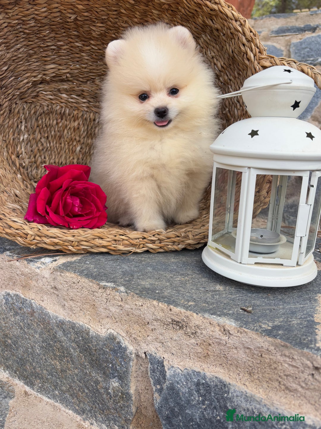 Pomerania perros en venta: Pomeranias disponibles hembra y macho  - Imagen 9