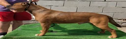 Staffordshire Bull Terrier perros en venta: Staffordshire Bull Terrier   - Anuncio 22