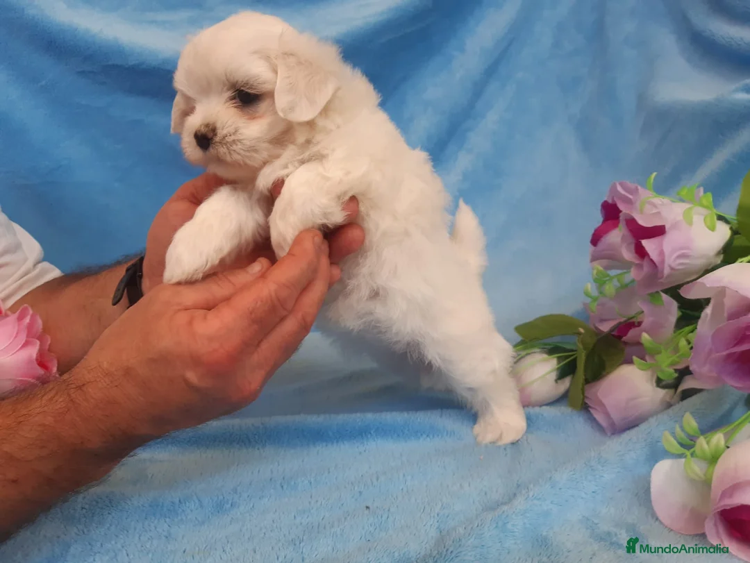 Bichón Maltés perros en venta: PRECIOSOS BICHON MALTES  LINEA TOY   - Anuncio 2