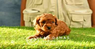 Caniche Toy perros en Burgos - Propaganda 16
