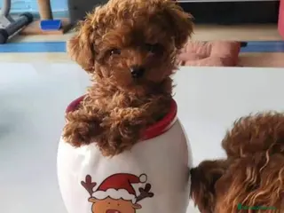 Caniche Toy perros Caniche Asiatico - Anuncio 16