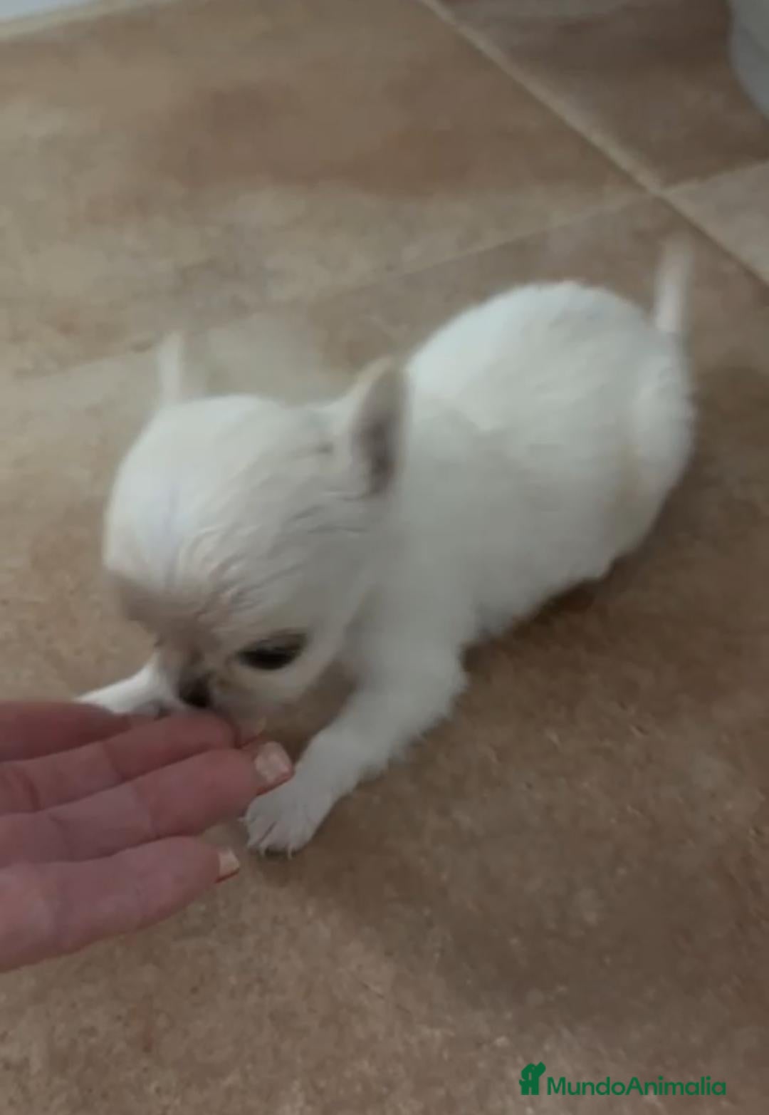 Chihuahua perros Chihuahua miniatura - Anuncio 6