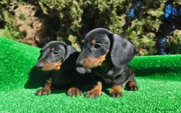 Teckel perros en venta: Teckel Negro-fuego - Imagen 1