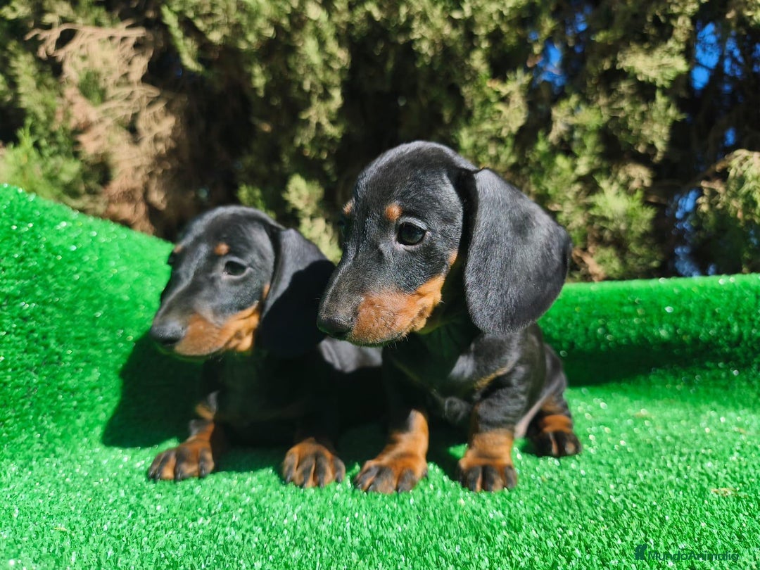 Teckel perros en venta: Teckel Negro-fuego - Imagen 1