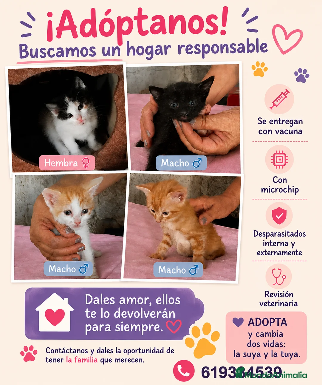 Europeo de Pelo Corto gatos en venta: Preciosos gatitos en adopción - Anuncio 1