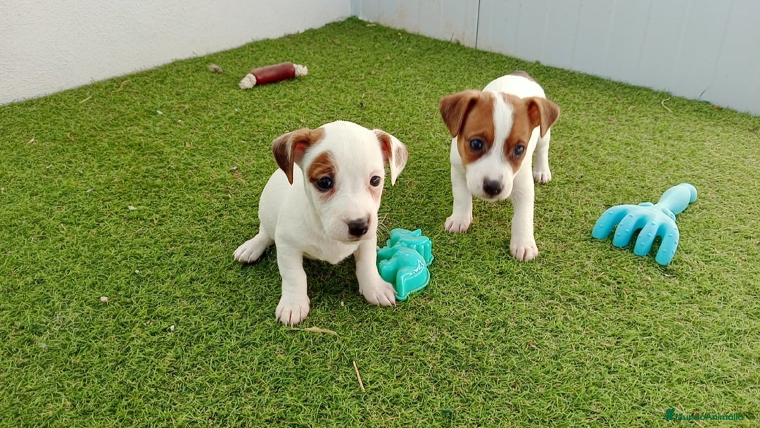 Jack Russell Terrier perros en venta: Jack Russell  - Anuncio 1