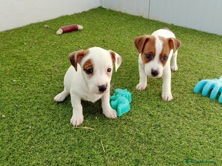 Jack Russell Terrier perros Jack Russell - Anuncio 1