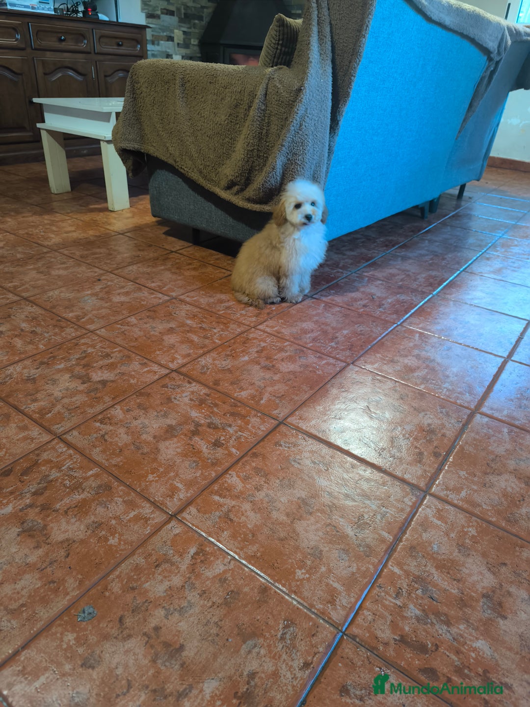 Caniche Toy perros en venta: Caniche toy apricot  - Anuncio 4