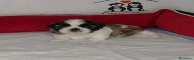 Shih Tzu Cachorro 1