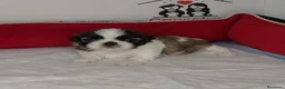 Shih Tzu perros en venta: shih tzu - Anuncio 10