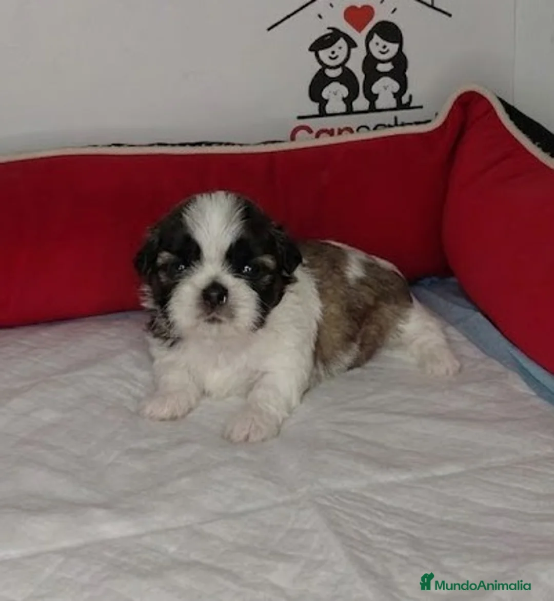 Shih Tzu perros en venta: shih tzu - Anuncio 10